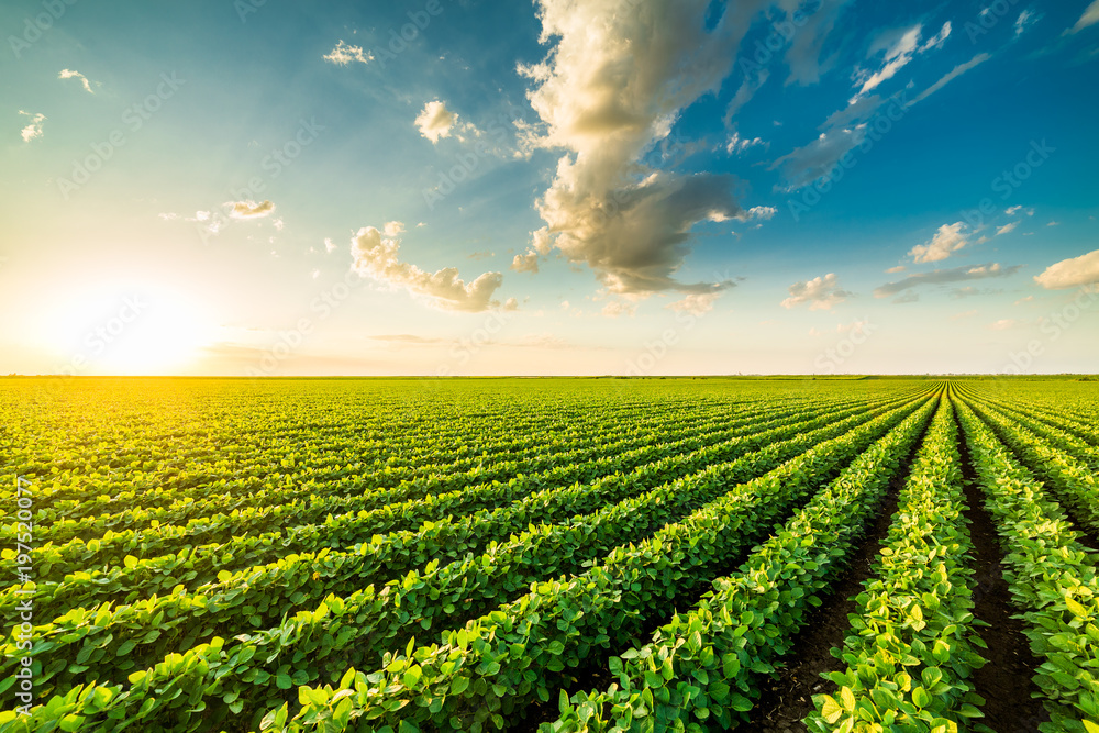Green ripening soybean field, agricultural landscape - obrazy, fototapety, plakaty 