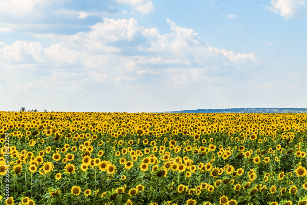 Blooming sunflowers field on a summer day. Agricultural landscape.