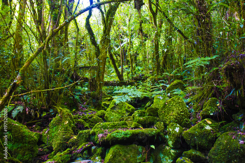 Fototapeta Naklejka Na Ścianę i Meble -  Jungle Mousse - Ile de la Réunion