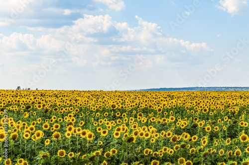 Blooming sunflowers field on a summer day. Agricultural landscape.
