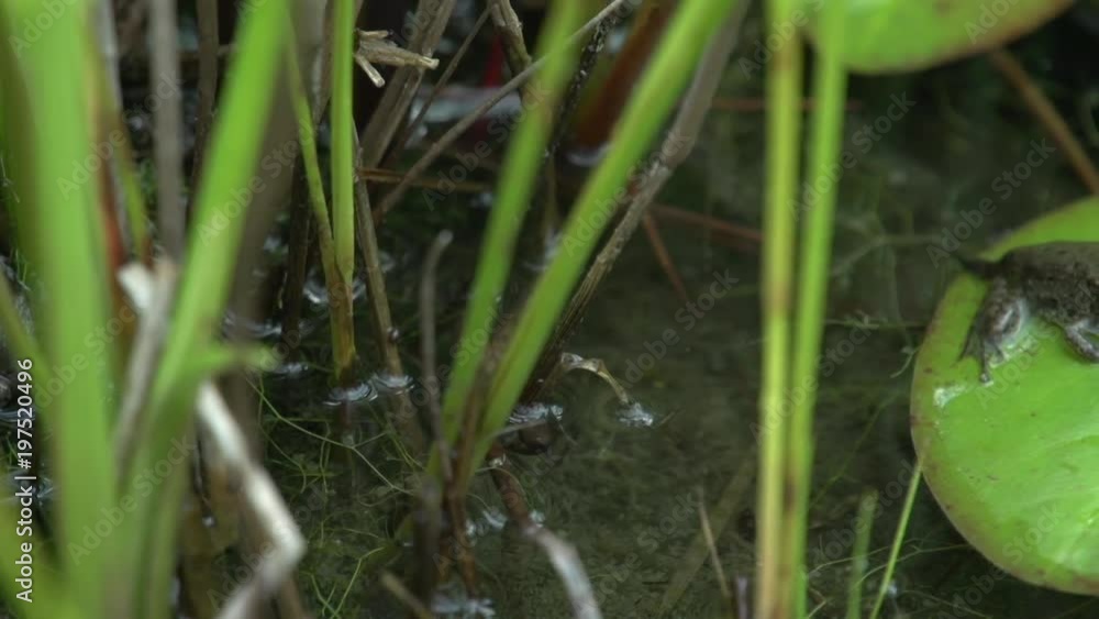 shot of frog/tadpole in the water shot of frog/tadpole in the water