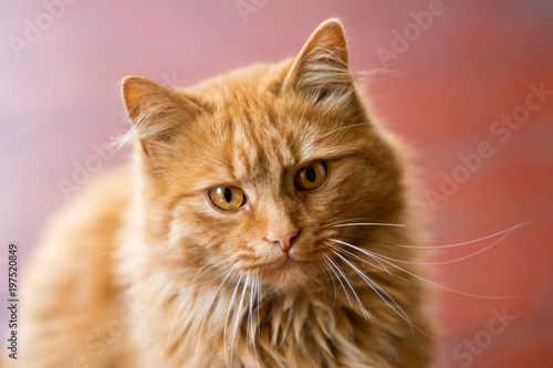 Red-headed cat