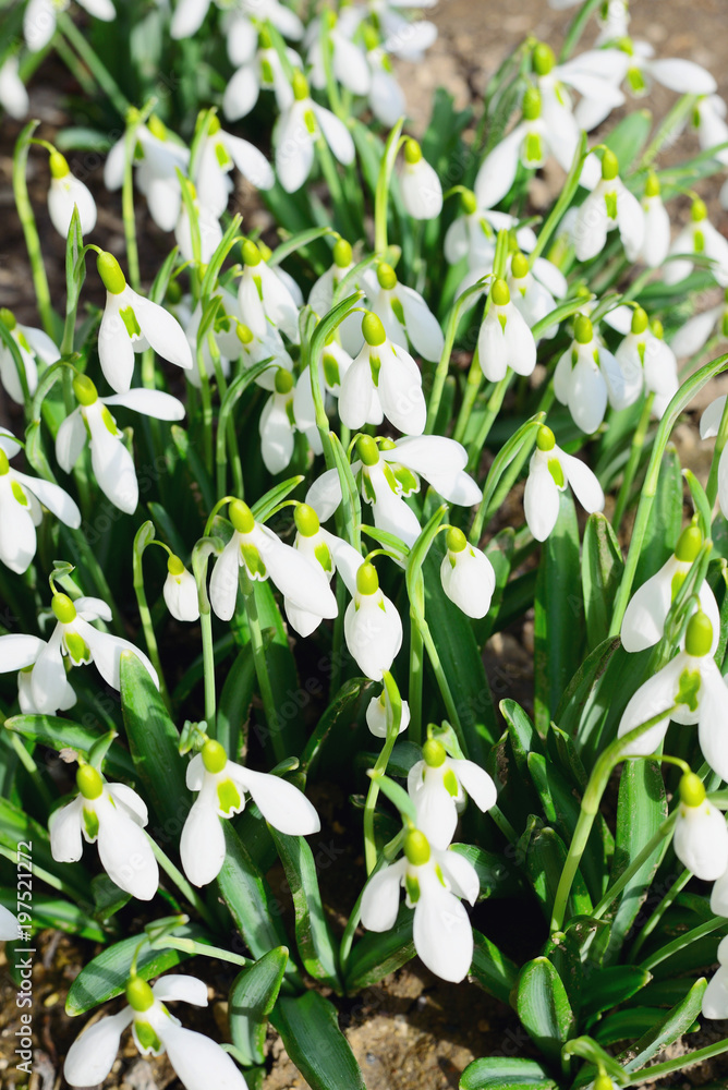 spring flowers of snowdrops spring flowers of snowdrops