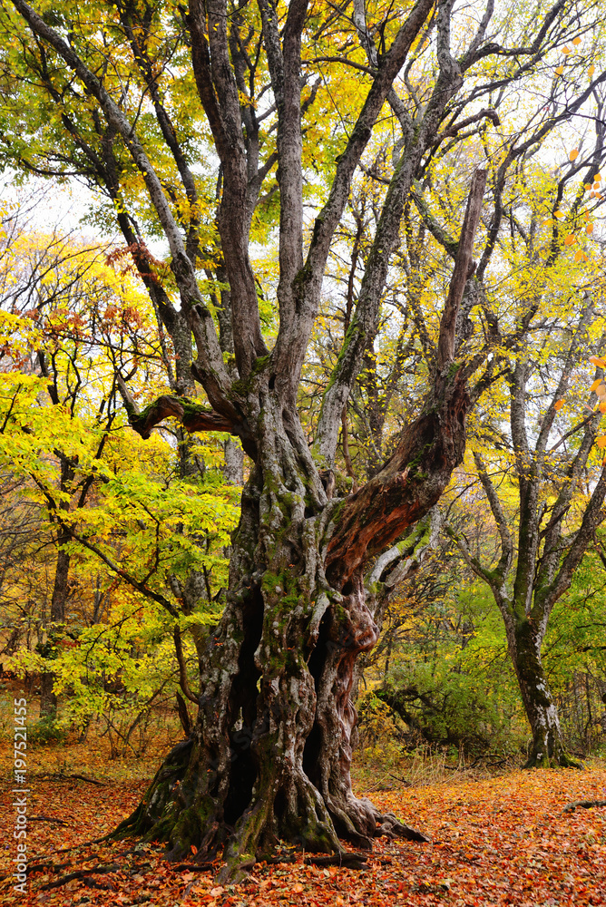  tree in an autumn forest