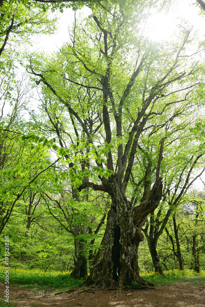 Obraz premium tall tree in the spring forest