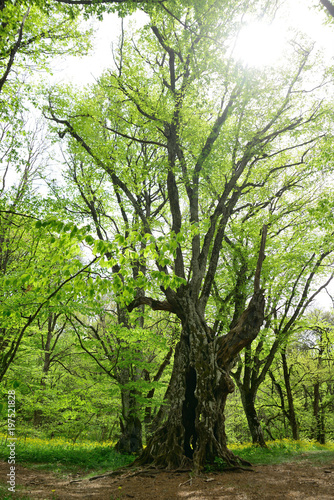 tall tree in the spring forest