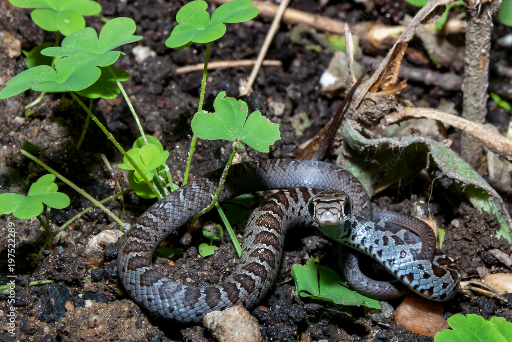 Juvenile Northern Black Racer (Coluber constrictor constrictor) Juvenile Northern Black Racer (Coluber constrictor constrictor)
