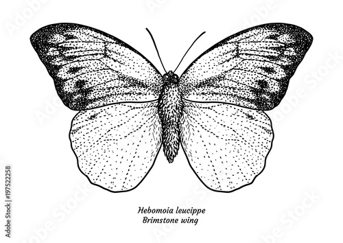 Hebomoia leucippe, brimstone wing, illustration, drawing, engraving, ink, line 

art, vector