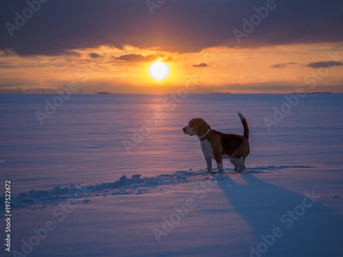 Beagle dog on a walk at sunset on a March evening