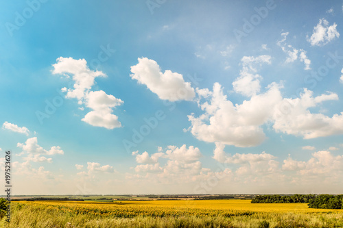 Agricultural plain wide-angle landscape with cumulus clouds in bright blue sky. Sunflowers field. Flatland horizon. Belgorod region, Russia. photo