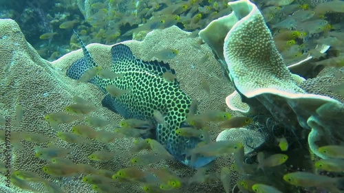 Many spotted sweetlips or harlequin sweetlips ( Plectorhinchus chaetodonoides ) at cleaning station of Raja Ampat, Indonesia photo