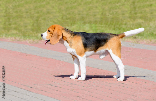 Beagle dog in profile. The Beagle stands in the park.