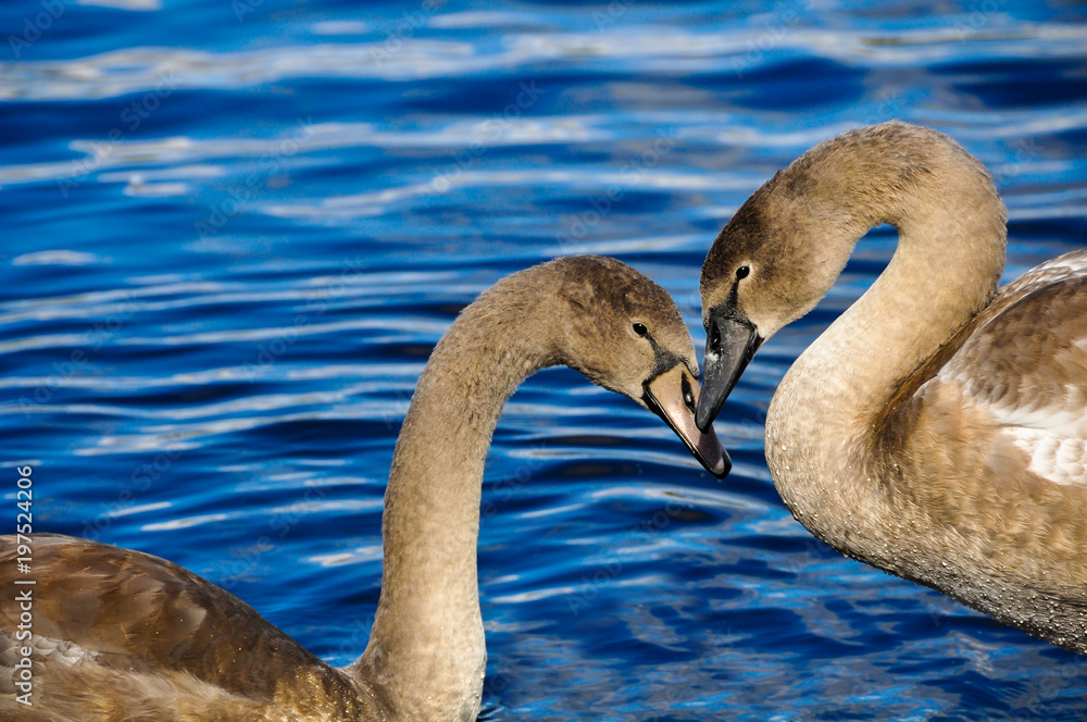 Two swans couple in love in the shape of heart on a blue water background