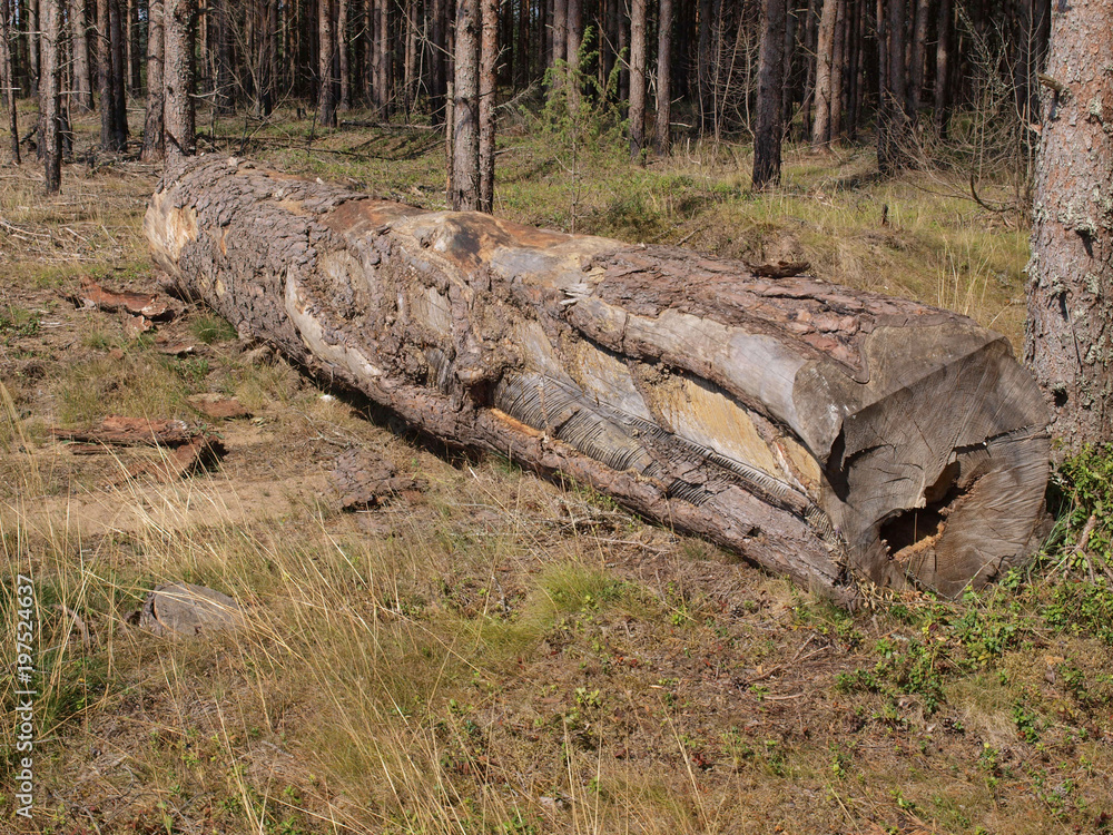 Fresh birch firewood on the ground with grass Fresh birch firewood on the ground with grass
