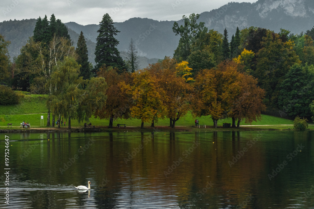 Automn lake with colorful trees with swan in foregraund and mountains in backgraund Automn lake with colorful trees with swan in foregraund and mountains in backgraund