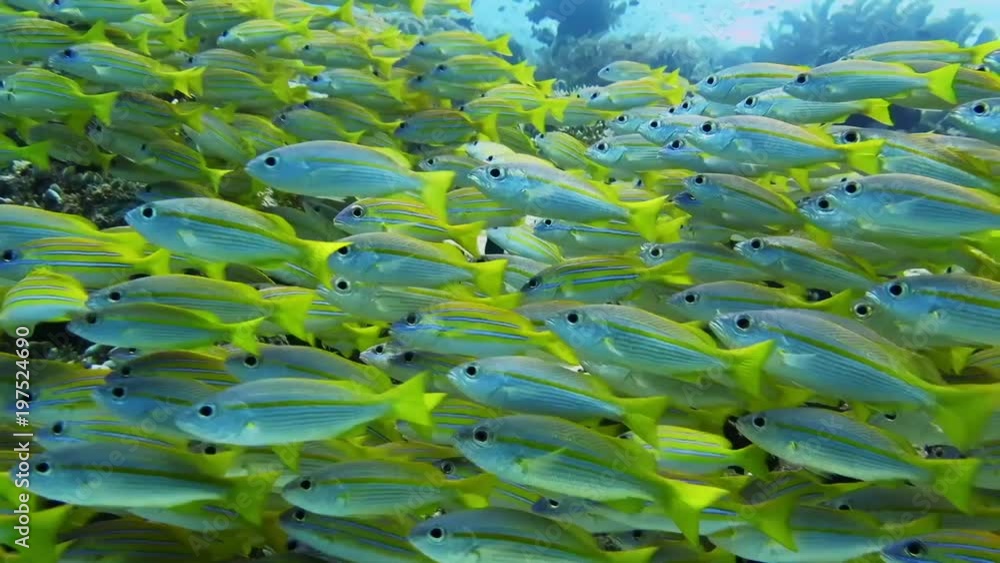 School of bluestripe snapper fish, bluestripe sea perch or blue-line snapper ( Lutjanus kasmira) and friends upon corals of Kri, Raja Ampat School of bluestripe snapper fish, bluestripe sea perch or blue-line snapper ( Lutjanus kasmira) and friends upon corals of Kri, Raja Ampat