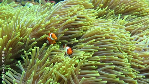 Ocellaris clownfish ( Aphiprion ocellaris ) or false clown anemonefish shelters itself among the venomous tentacles of a magnificent sea anemone ( Heteractis magnifica ), Bali, Indonesia photo