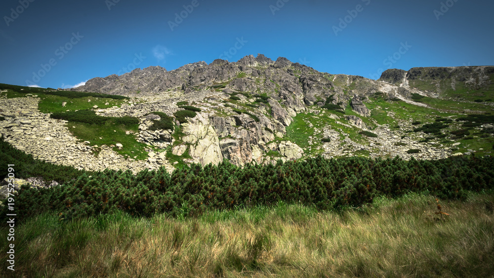 Summer mountains with trees