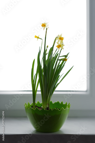 Fototapeta Naklejka Na Ścianę i Meble -  Narcissus flower in window background