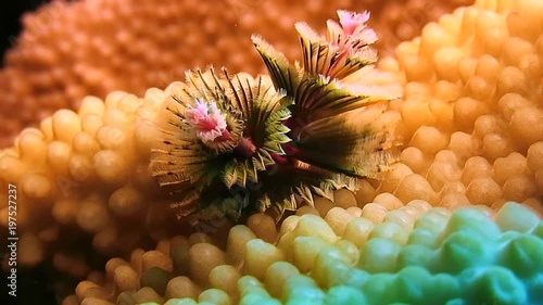 Sea Christmas tree worm ( spirobranchus giganteus)  is coming out on coral of Bali