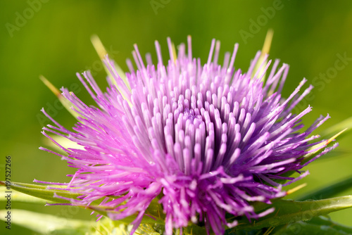 Closeup of blooming thistle flower