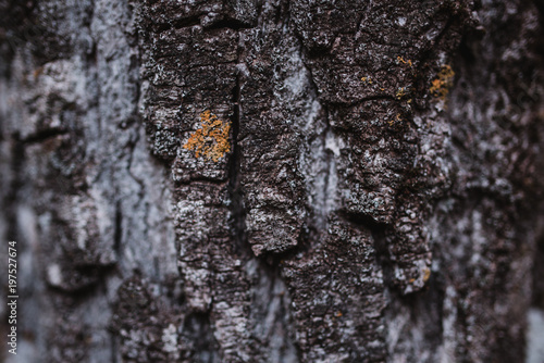 Bark of the tree