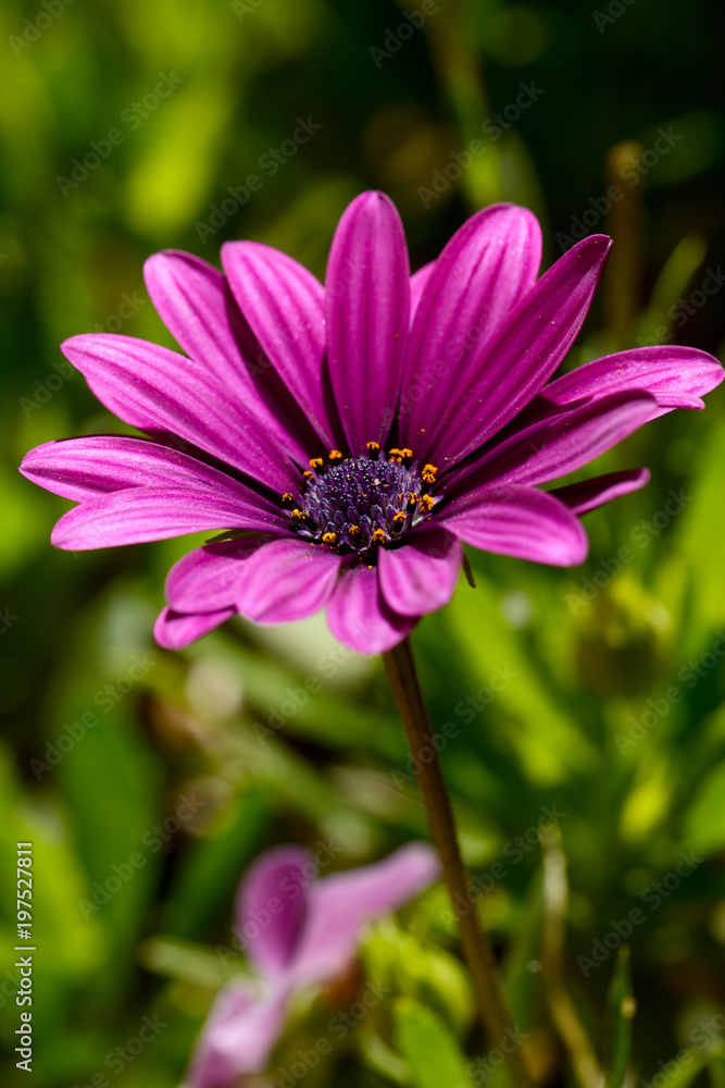 Purple Osteospermum Daisy or Cape Daisy flower Purple Osteospermum Daisy or Cape Daisy flower