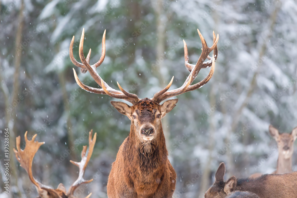 Fototapeta premium Zimowy krajobraz dzikiej przyrody ze szlachetnymi jeleniami Cervus Elaphus. Jeleń z dużymi rogami ze śniegiem na pierwszym planie i patrząc na kamery. Naturalne środowisko.