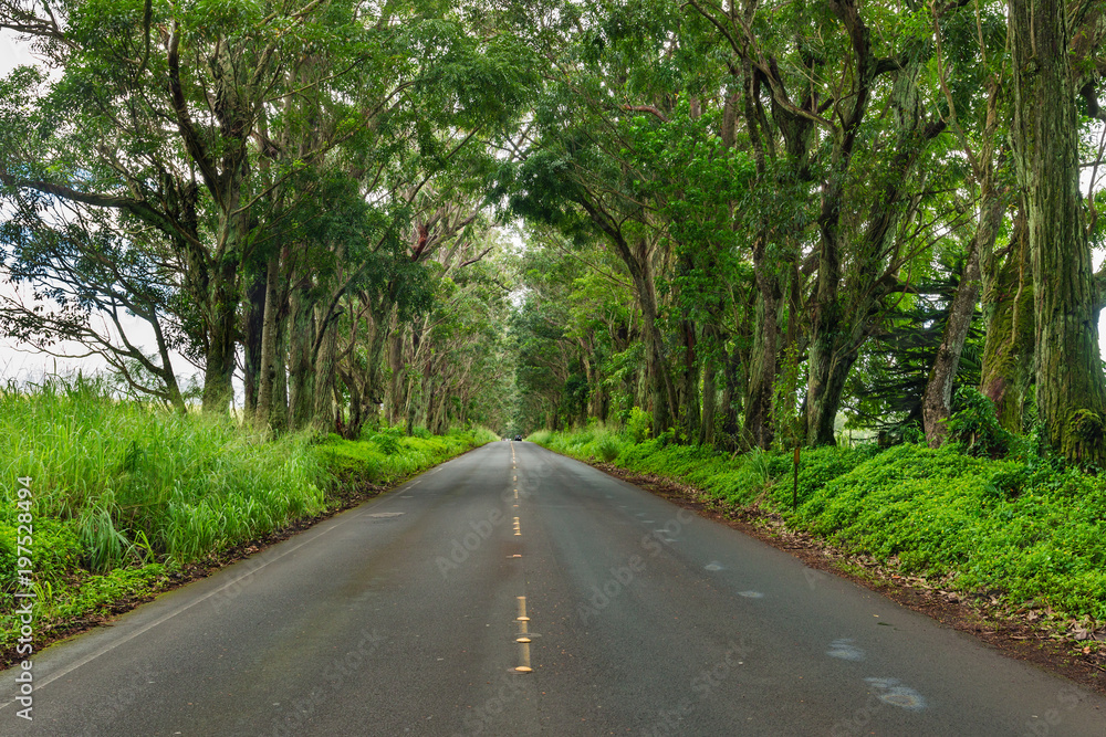 road through a tunnel of trees kauai,hawaii road through a tunnel of trees kauai,hawaii