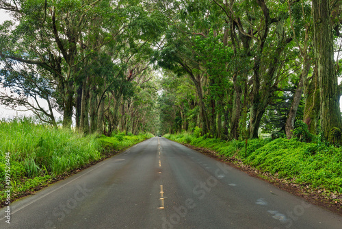road through a tunnel of trees kauai,hawaii