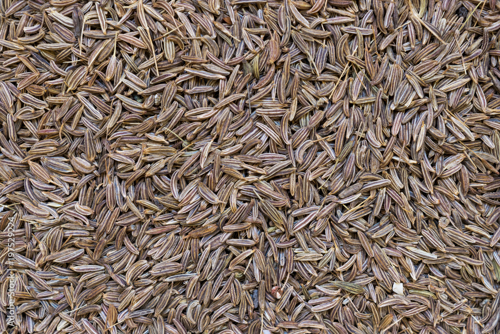 Dry Caraway Seeds Background Dry Caraway Seeds Background
