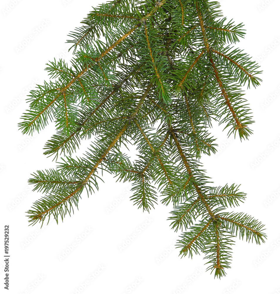  fir tree brach isolated on white without a shadow.