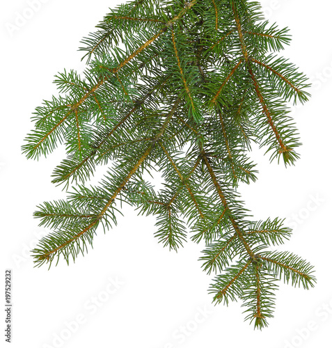  fir tree brach isolated on white without a shadow.