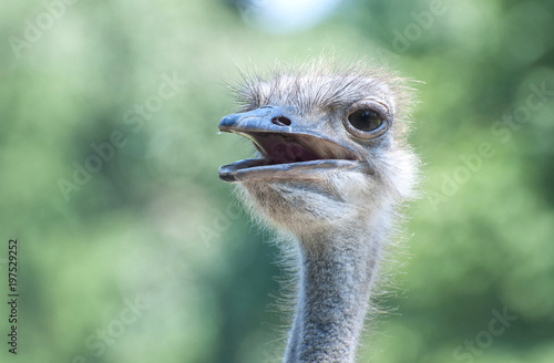 Ostrich portrait (Askania-Nova). © Olga