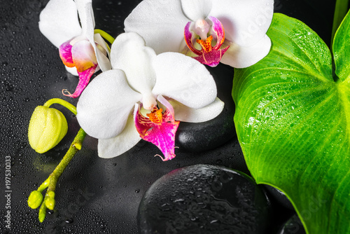 beautiful spa concept of white orchid flower  green leaf Calla lily with drops and black zen stones  close up