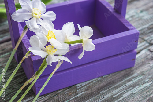 Fototapeta Naklejka Na Ścianę i Meble -  White daffodils flowers on purple box