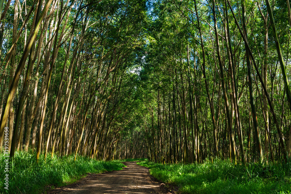 gravel road through a tunnel of trees kauai hawaii gravel road through a tunnel of trees kauai hawaii