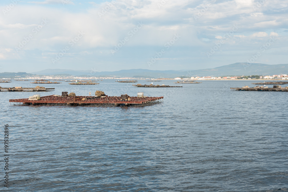 Mussel aquaculture rafts, batea, in Arousa estuary Mussel aquaculture rafts, batea, in Arousa estuary