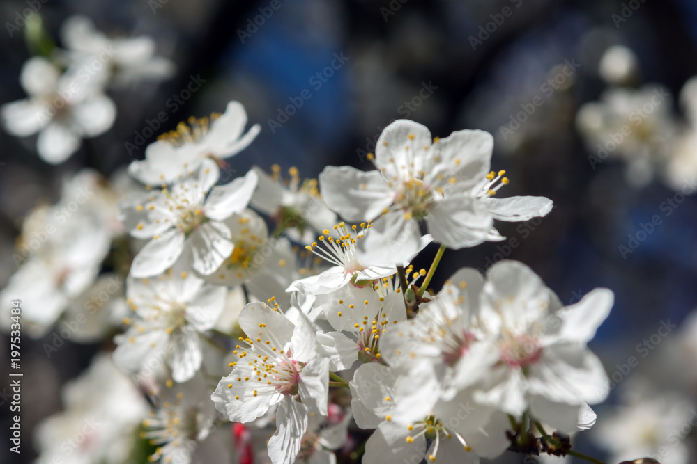 Plum tree with white Spring Blossoms over blurred nature background Plum tree with white Spring Blossoms over blurred nature background