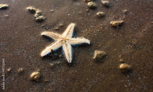 Sea star on the sandy shore