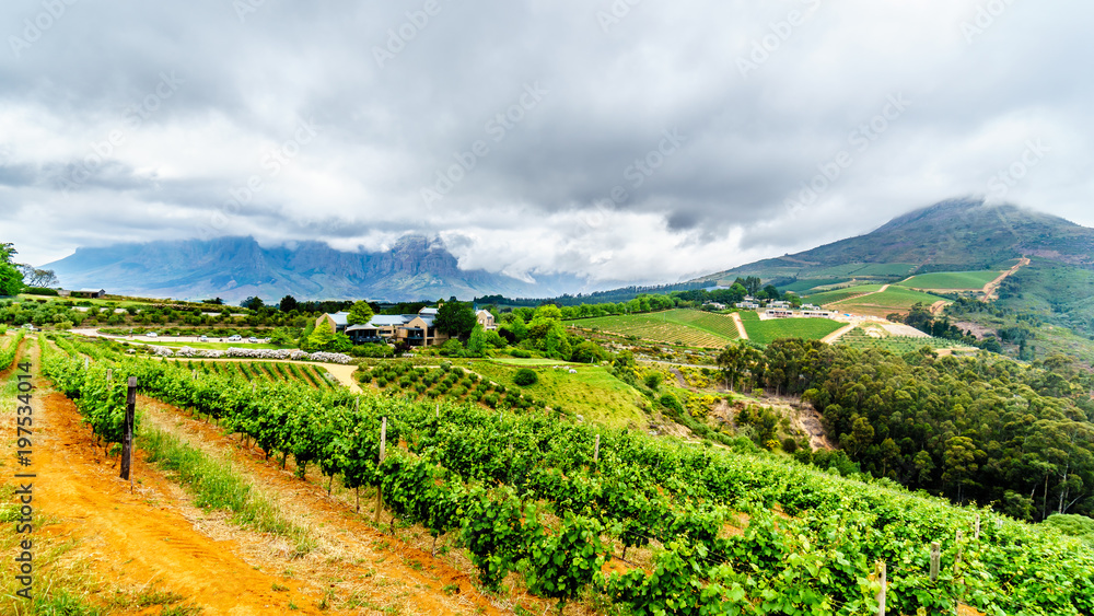 Olive groves and vineyards surrounded by mountains along the Helshoogte Road between the historic towns of Stellenbosch and Franschhoek in the wine region of Western Cape of South Africa