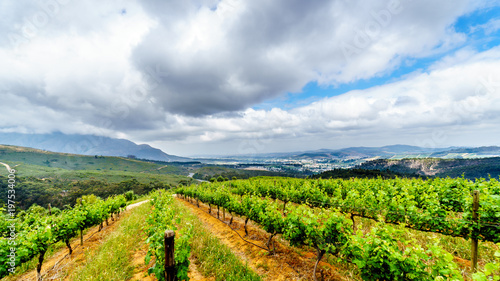 Olive groves and vineyards surrounded by mountains along the Helshoogte Road between the historic towns of Stellenbosch and Franschhoek in the wine region of Western Cape of South Africa