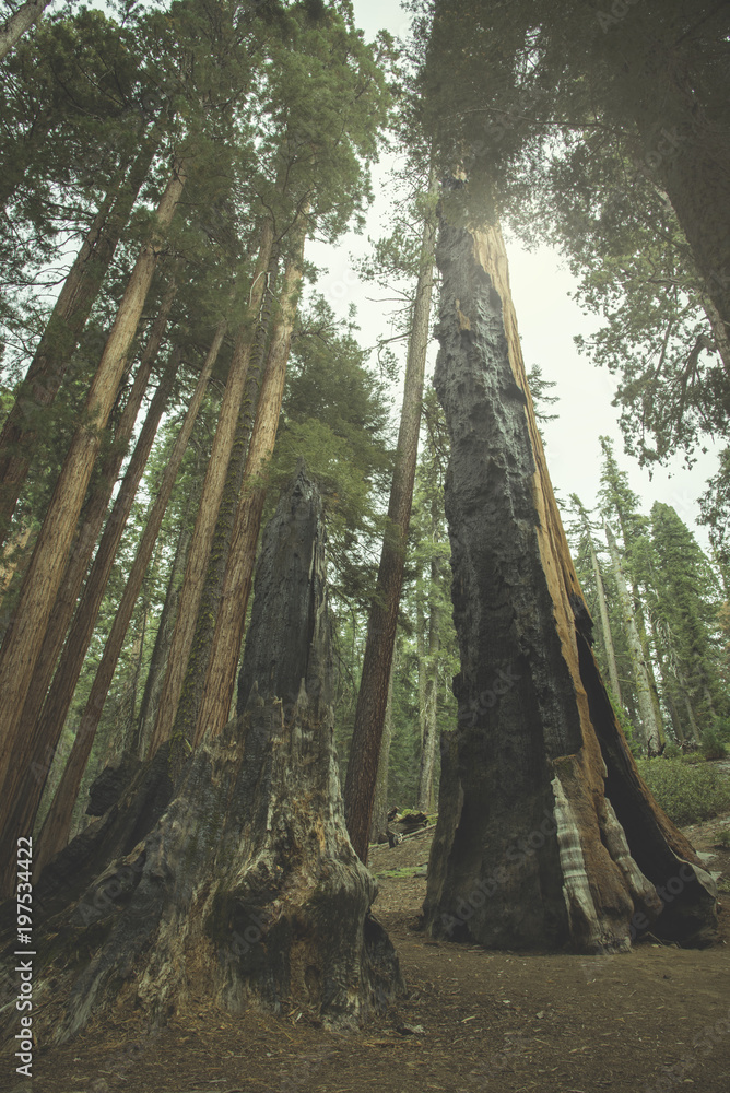 Fototapeta premium The beautiful vintage green forest like a fairytale at Sequoia National Park