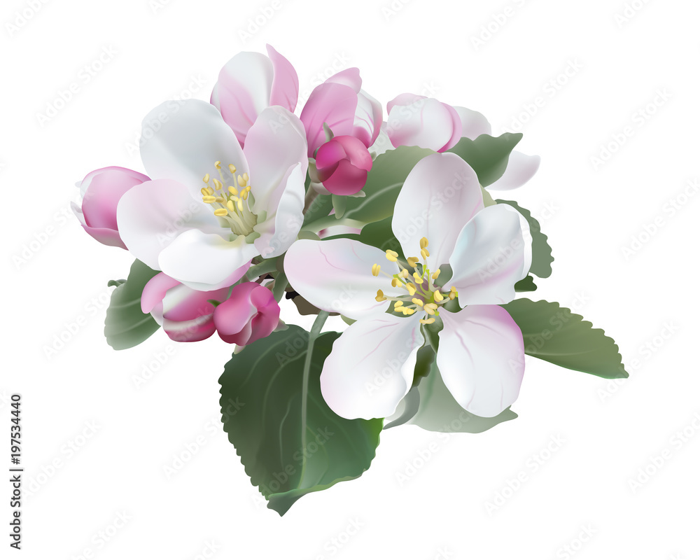 Apple blossoms.White and pink spring flowers. Hand drawn vector illustration on white background - realistic style. 
