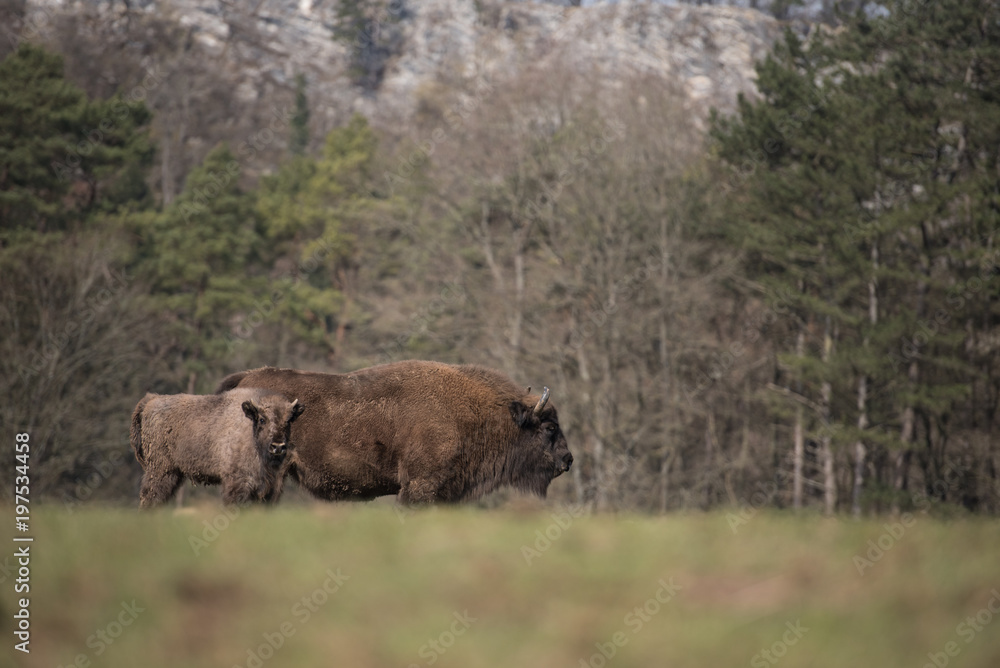 Bison d'Europe Bison d'Europe