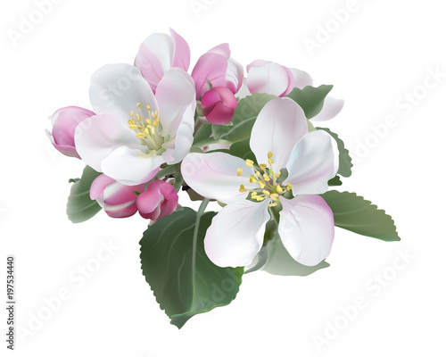 Apple blossoms.White and pink spring flowers. Hand drawn vector illustration on white background - realistic style. 