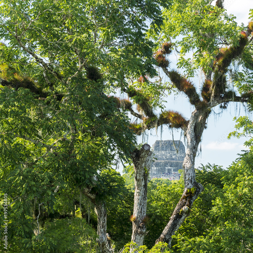 Fototapeta premium Tikal Mayan Jungle Ruins