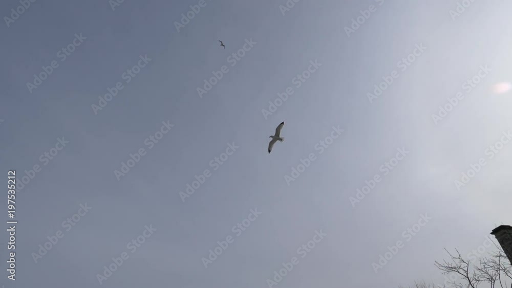 Seagull flying above fence in slow motion