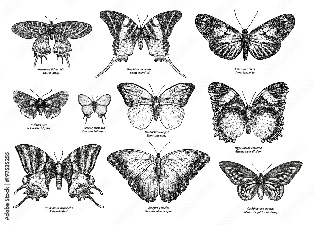 Naklejka Kolekcja tropikalny motyl, ilustracja, rysunek, grawerowanie, atrament, grafika liniowa, wektor
