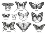 Tropical butterfly collection, illustration, drawing, engraving, ink, line art, 

vector